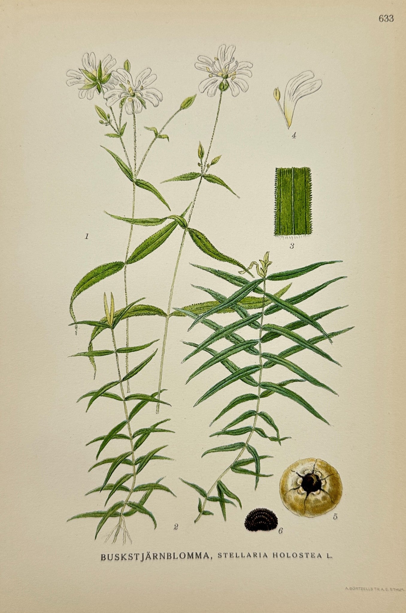 Antique Print - Carl Lindman - Greater Stitchwort - Stellaria Holos - F4