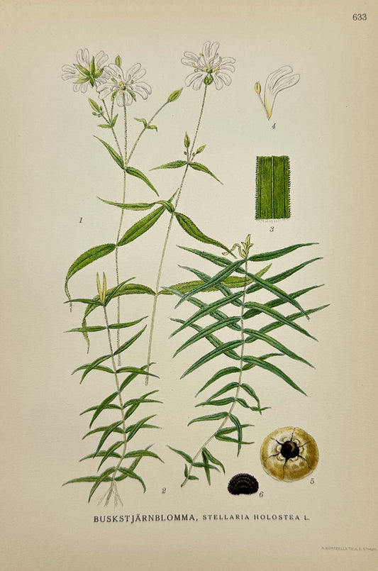 Antique Print - Carl Lindman - Greater Stitchwort - Stellaria Holos - F4