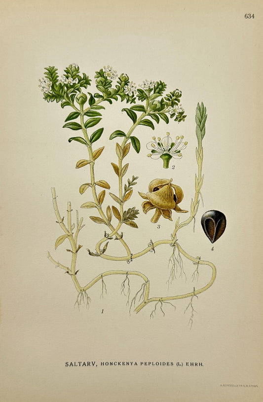 Original Antique Print - Carl Lindman - Honckenya Peploides - Sea Sandwort - F4