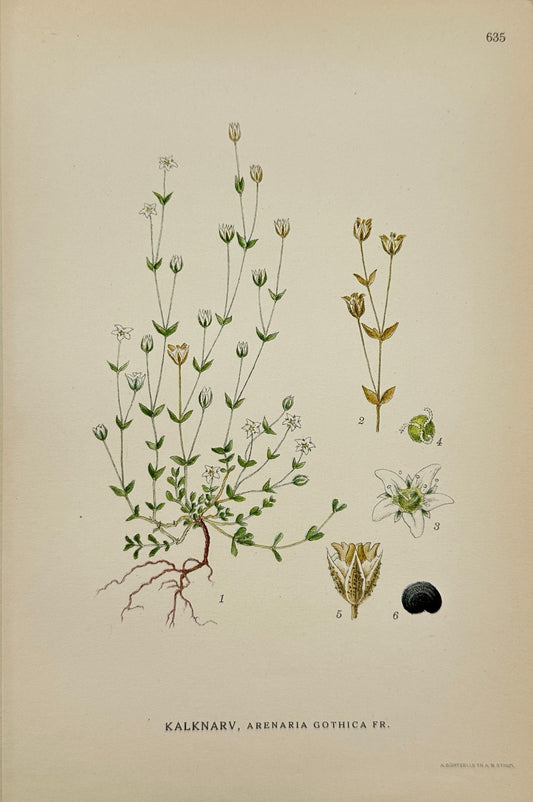 Original Antique Print - Carl Lindman - Gothic sandwort - Arenaria Gothica - F4