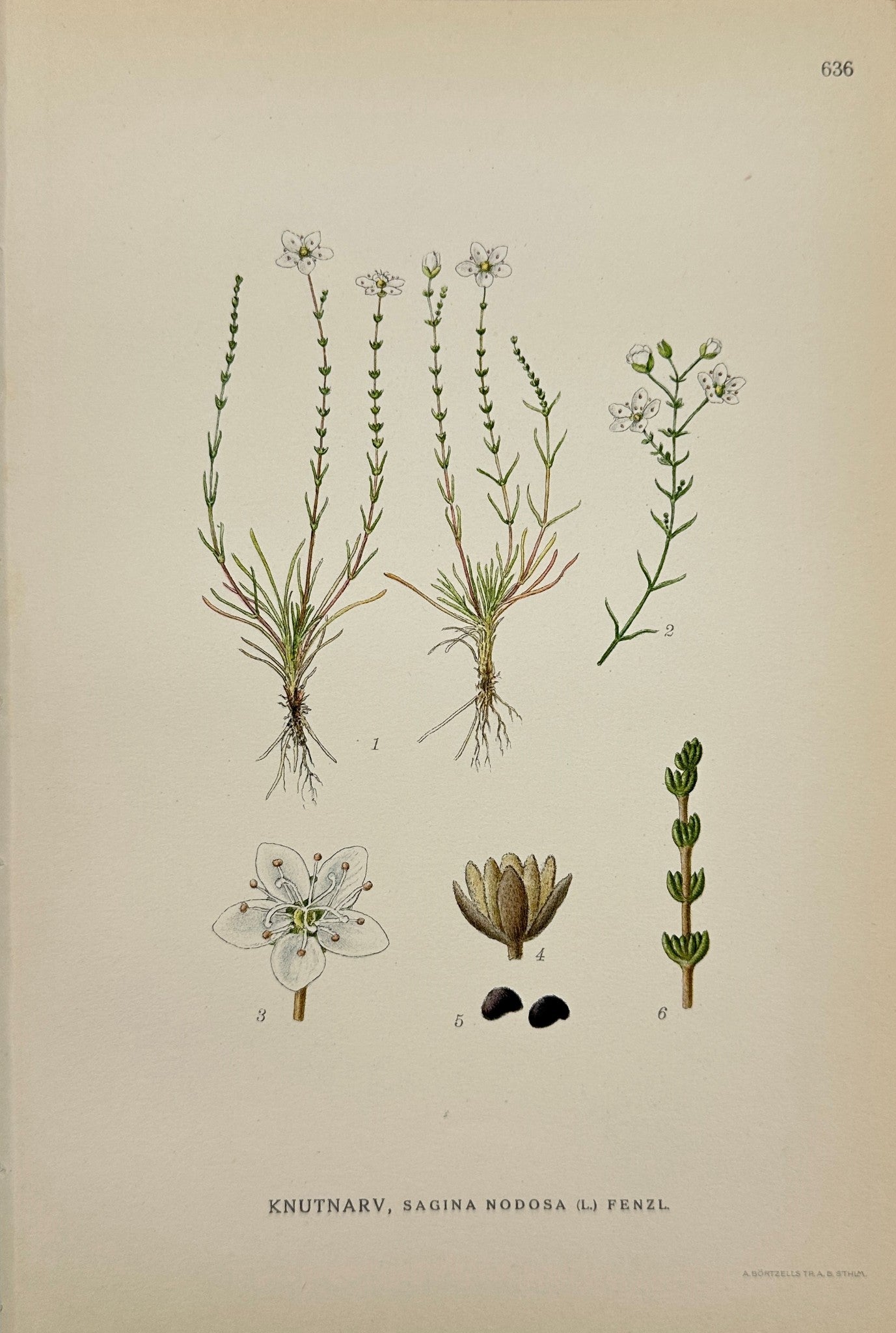 Original Antique Print - Carl Lindman - Knotted Pearlwort - Sagina Nodosa - F4