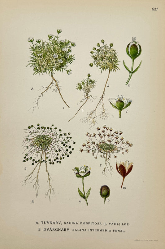 Antique Print - Carl Lindman - Tufted Pearlwort and Intermediate Pearlwort - F4
