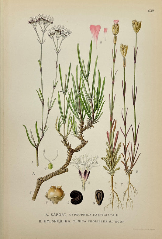 Original Antique Print - Fastigiate Baby's Breath and Proliferous Tunica - F4