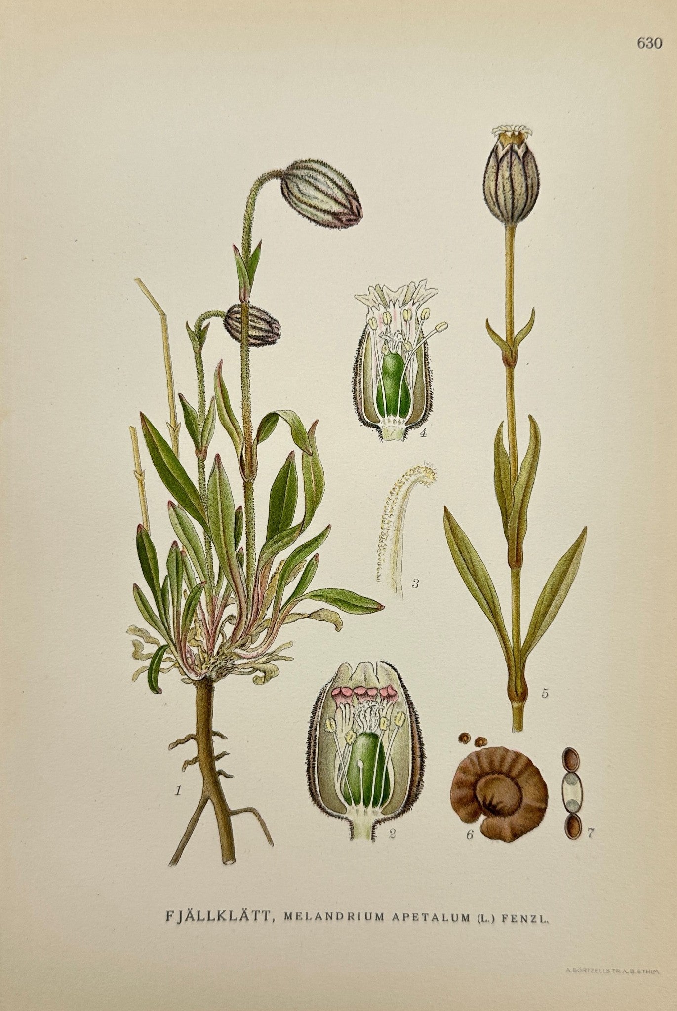 Antique Print - Carl Lindman - Small-Flowered Campion - Melandrium Apetalum - F4