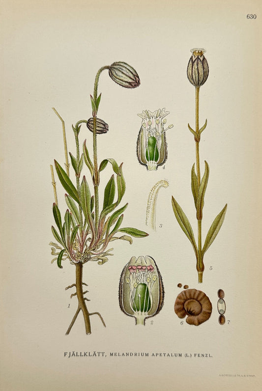 Antique Print - Carl Lindman - Small-Flowered Campion - Melandrium Apetalum - F4