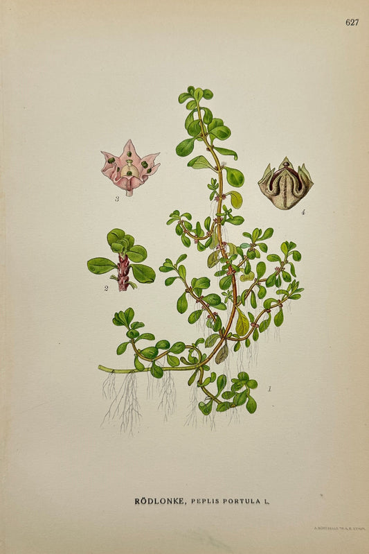 Original Antique Print - Carl Lindman - Peplis Portula - Water Purslane - F4