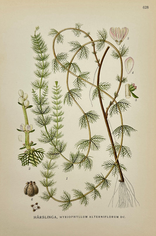 Original Antique Print - Carl Lindman - Alternate-Flowered Water Milfoil - F4