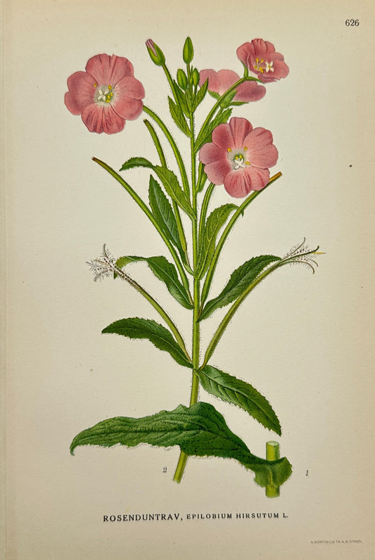 Antique Print - Carl Lindman - Hairy Willowherb - Epilobium Hirsutum - F4