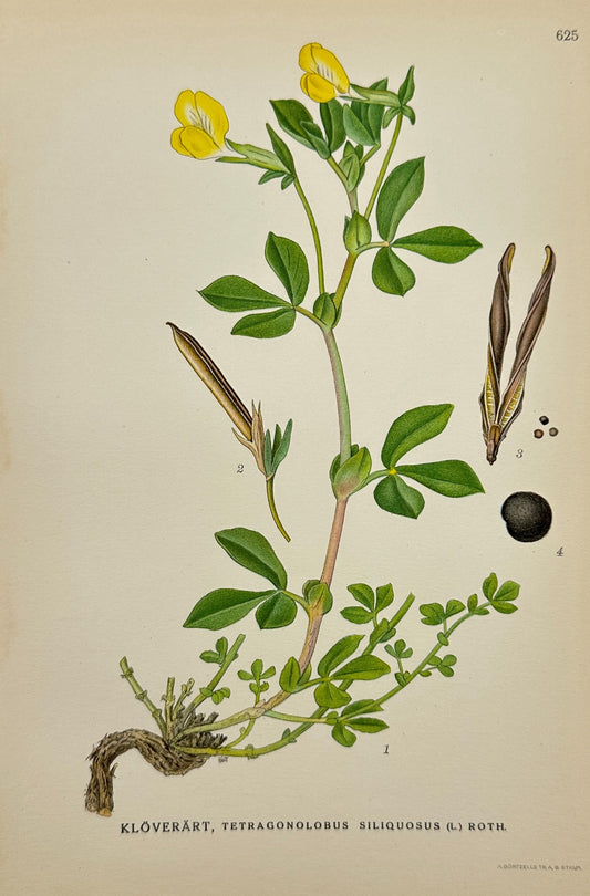 Original Antique Print - Carl Lindman - Asparagus Pea - Epilobium Hirsutum - F4