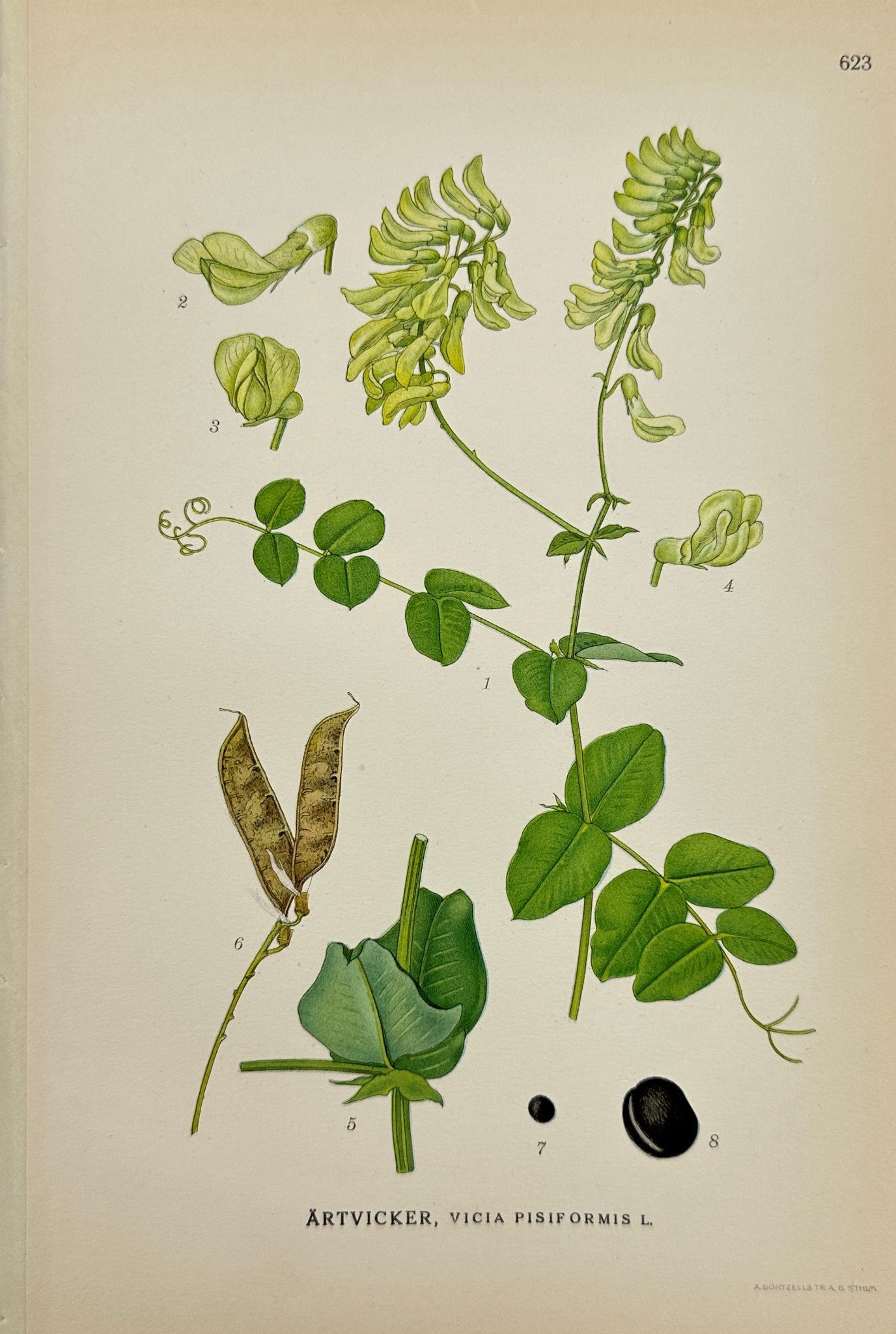 Original Antique Print - Carl Lindman - Vicia Pisiformis - Pea Vetch - F4