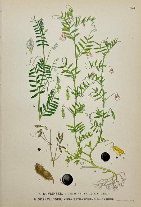 Original Antique Print - Carl Lindman - Hairy Vetch and Smooth Tare - F4