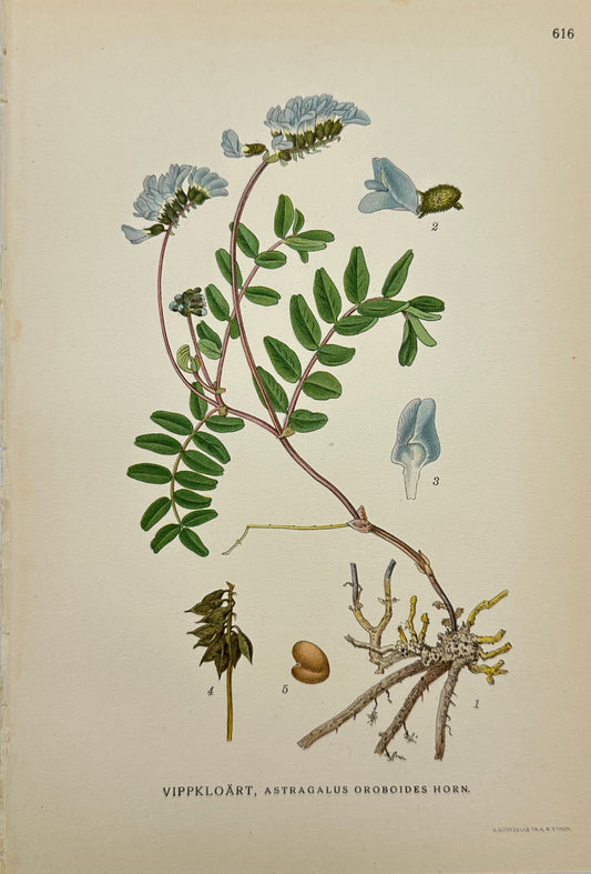 Antique Print - Carl Lindman - Astragalus Oroboides - Green Milkvetch - F4