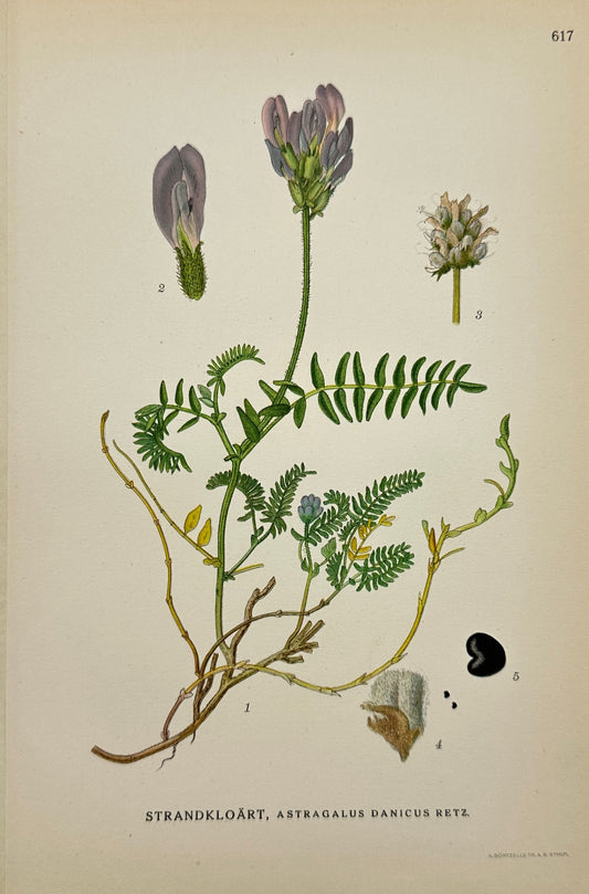 Antique Print - Carl Lindman - Danish Milkvetch - Astragalus Danicus - F4