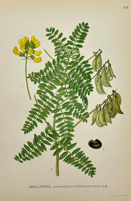 Antique Print - Hanging-Flowered Milkvetch - Astragalus Penduliflorus - F4