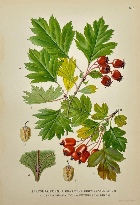 Original Antique Print - Carl Lindman - Large-Calyx Hawthorn - 1922 Year - F4