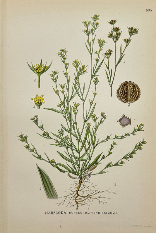 Antique Print - Carl Lindman - Slender Hare's Ear - Bupleurum Tenuissimum - F4