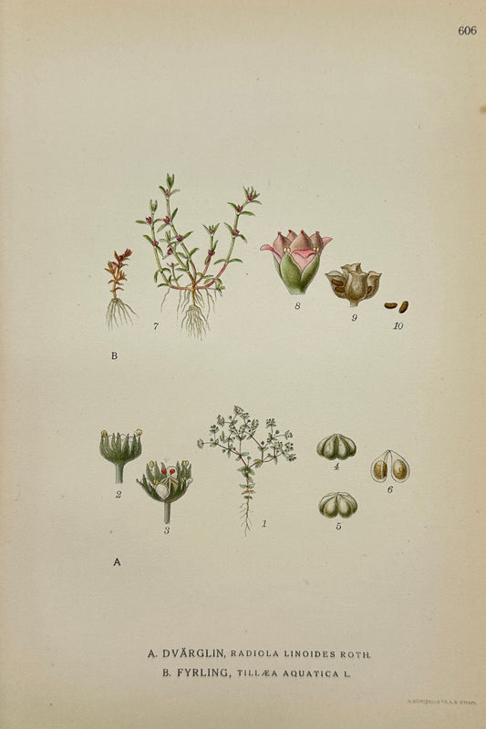 Original Antique Print - Carl Lindman - Water Fern - Water Pennywort - F4