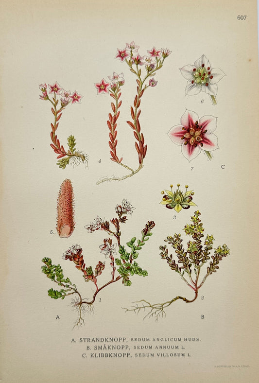 Original Antique Print - Carl Lindman - Sedum Species - 1922 Year - F4