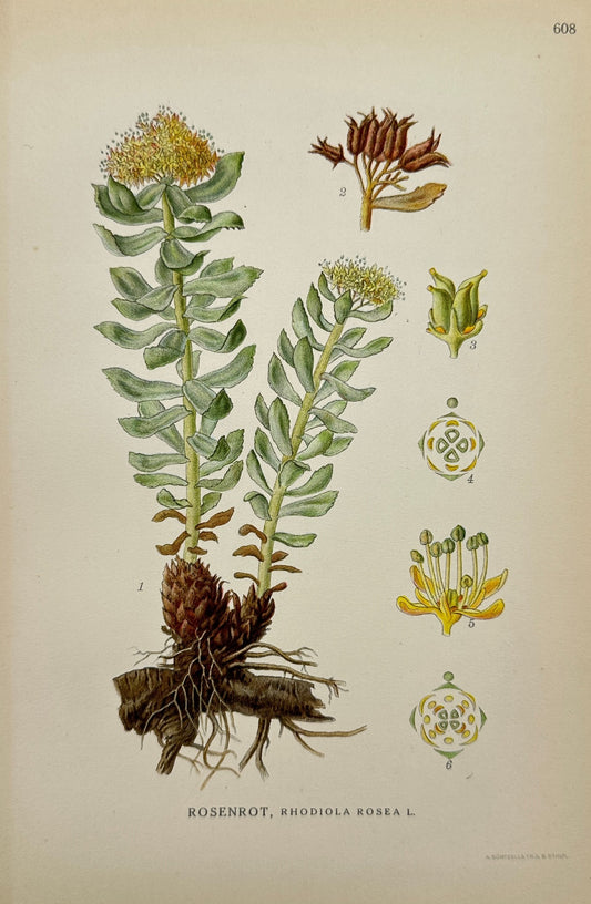 Original Antique Print - Carl Lindman - Rhodiola Rosea - 1922 Year - F4
