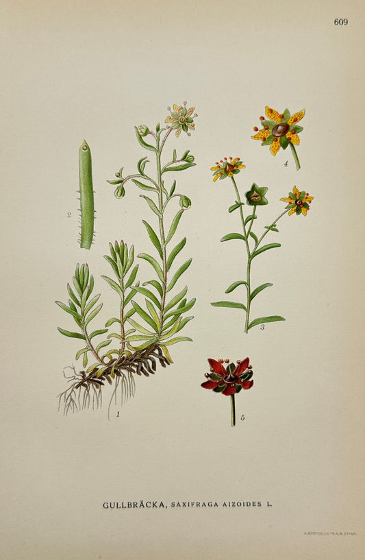 Antique Print - Carl Lindman - Golden Saxifrage - Saxifraga Aizoides - F4