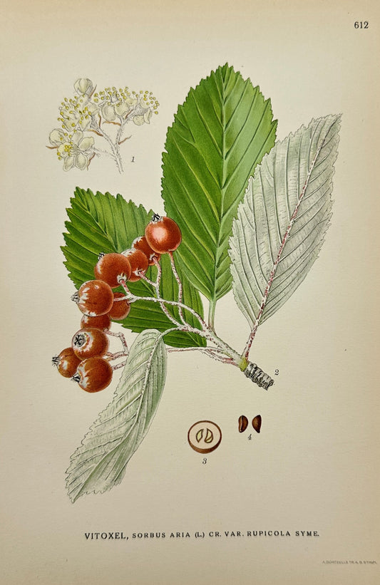 Antique Print - Carl Lindman - Whitebeam, Sorbus - Vitoxel, Sorbus - F4