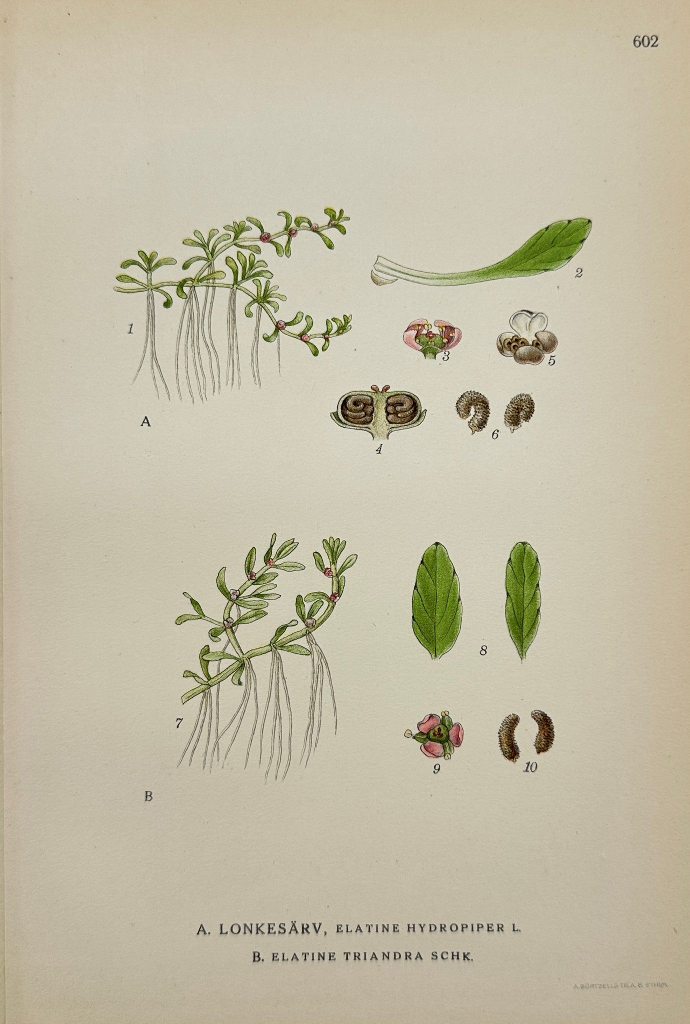 Antique Print - Carl Lindman - Waterwort and Three-Stamen Waterwort - F4