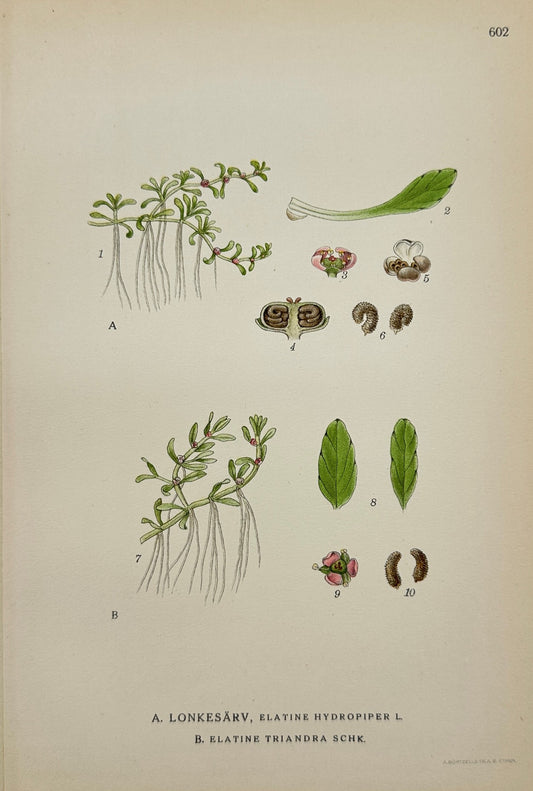 Antique Print - Carl Lindman - Waterwort and Three-Stamen Waterwort - F4