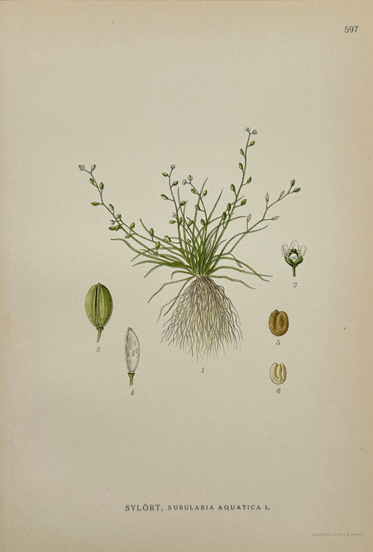 Antique Print - Carl Lindman - Water Awlwort -  Subularia Aquatica - F4