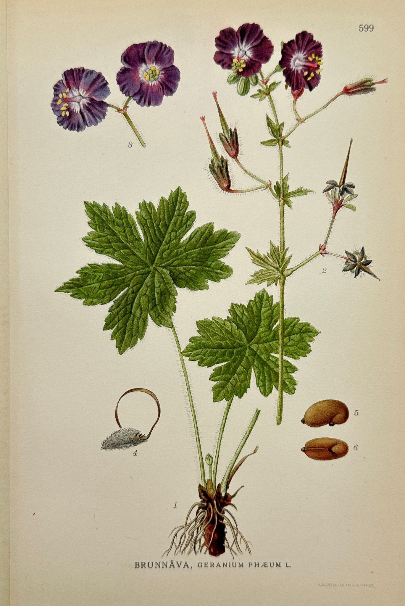 Original Antique Print - Carl Lindman - Dusky Cranesbill - Geranium Phæum - F4