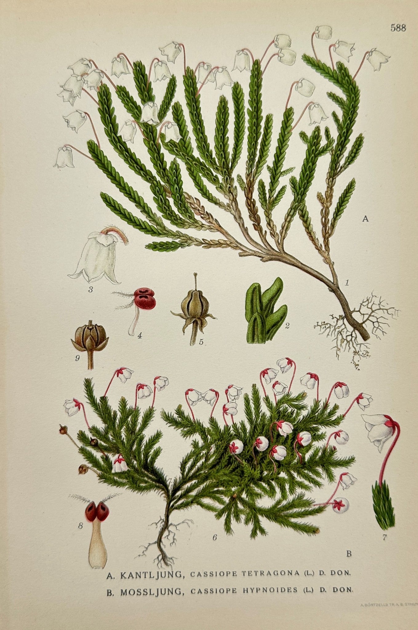 Antique Print - Carl Lindman - Arctic Bell-Heather, Moss Bell-Heather -  F4