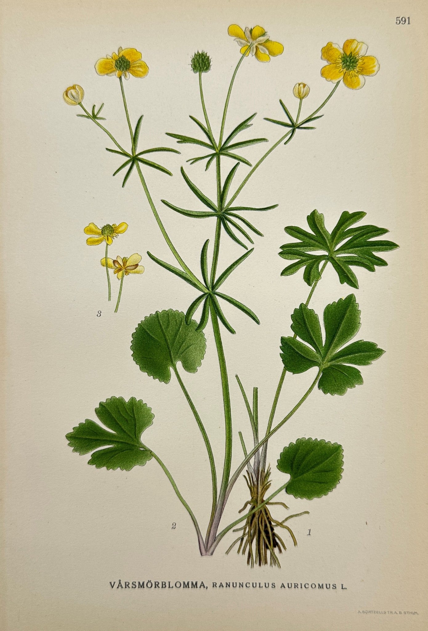 Antique Print - Carl Lindman - Goldilocks Buttercup - Ranunculus Auricomus - F4