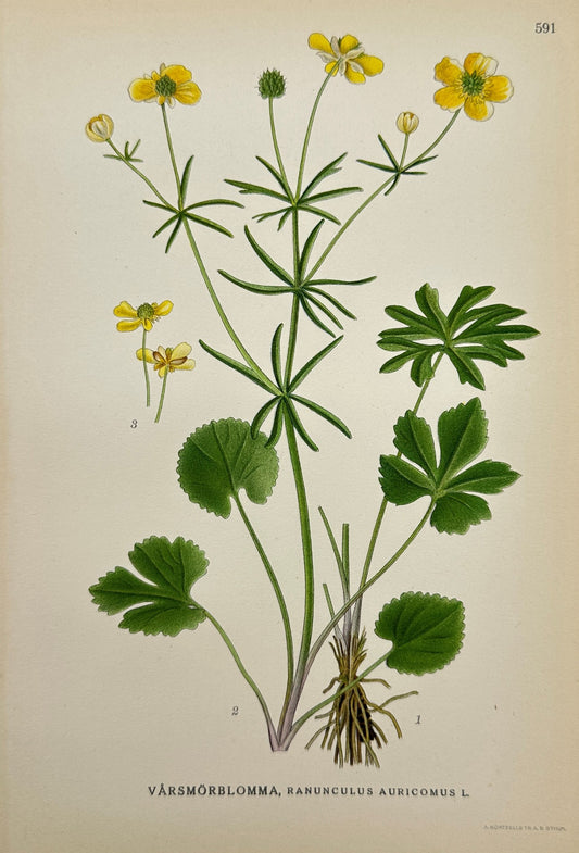 Antique Print - Carl Lindman - Goldilocks Buttercup - Ranunculus Auricomus - F4