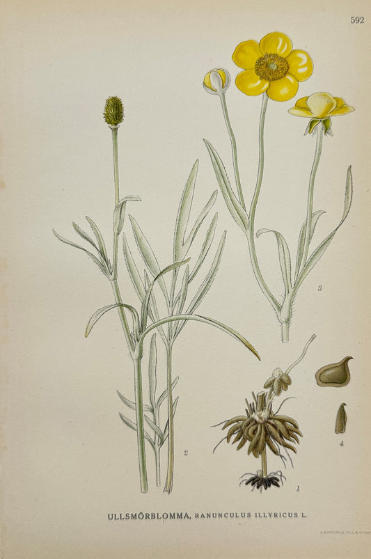 Antique Print - Carl Lindman - Woolly Buttercup - Ranunculus Illyricus - F4