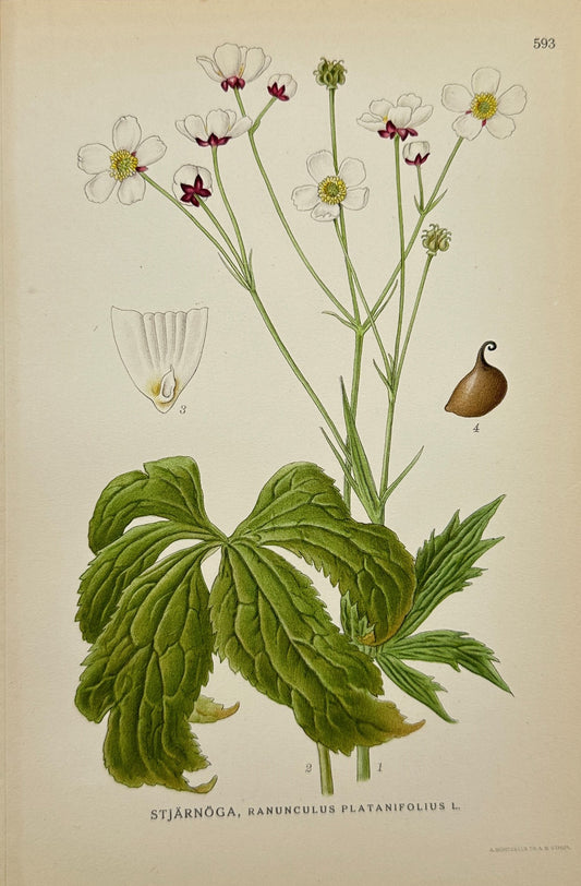 Original Antique Print - Large White Buttercup - Ranunculus Platanifolius - F4