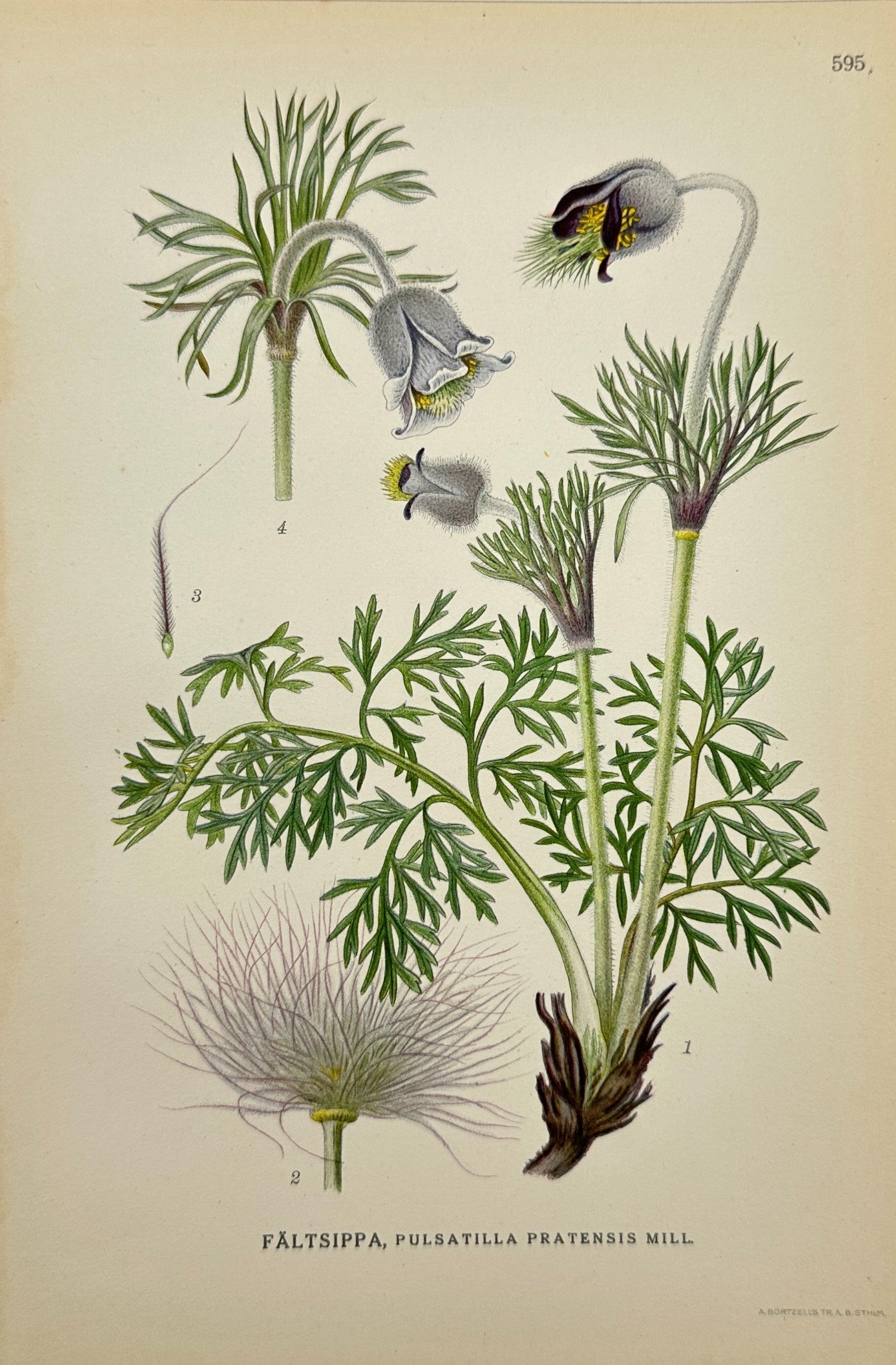 Antique Print - Carl Lindman - Meadow Pasqueflower - Pulsatilla Pratensis - F4