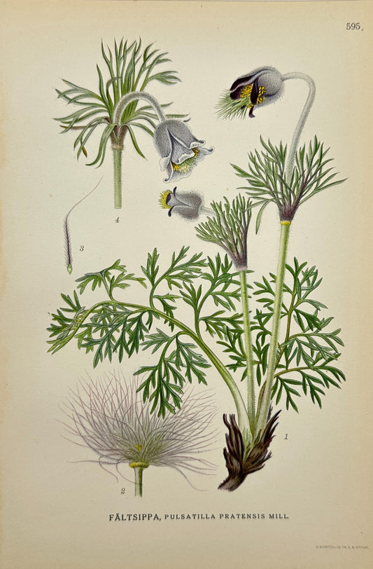 Antique Print - Carl Lindman - Meadow Pasqueflower - Pulsatilla Pratensis - F4