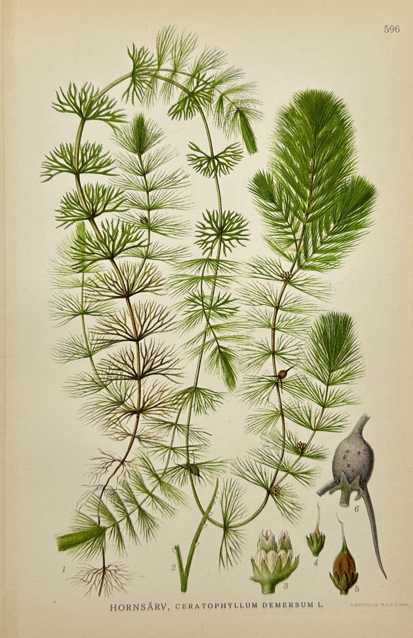 Antique Print - Carl Lindman - Common Hornwort - Ceratophyllum Demersum - F4