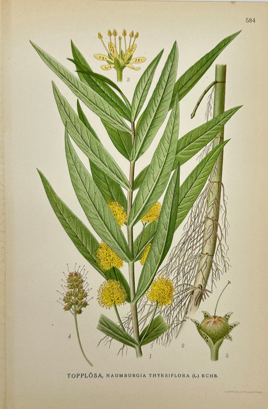 Antique Print - Carl Lindman - Mexican Petunia - Naumburgia Thyrsiflora - F4