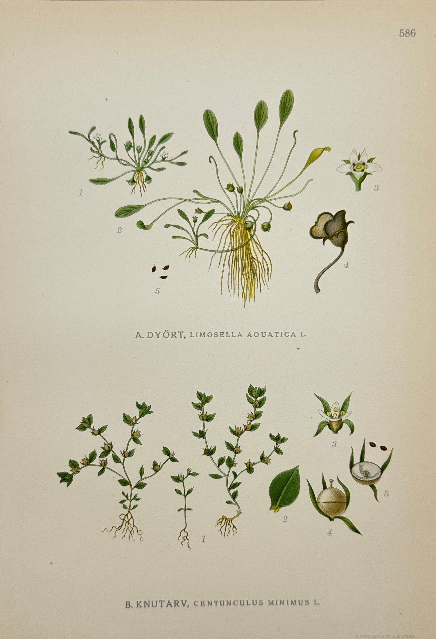 Original Antique Print - Carl Lindman - Lesser Centaury and Waterwort - F4