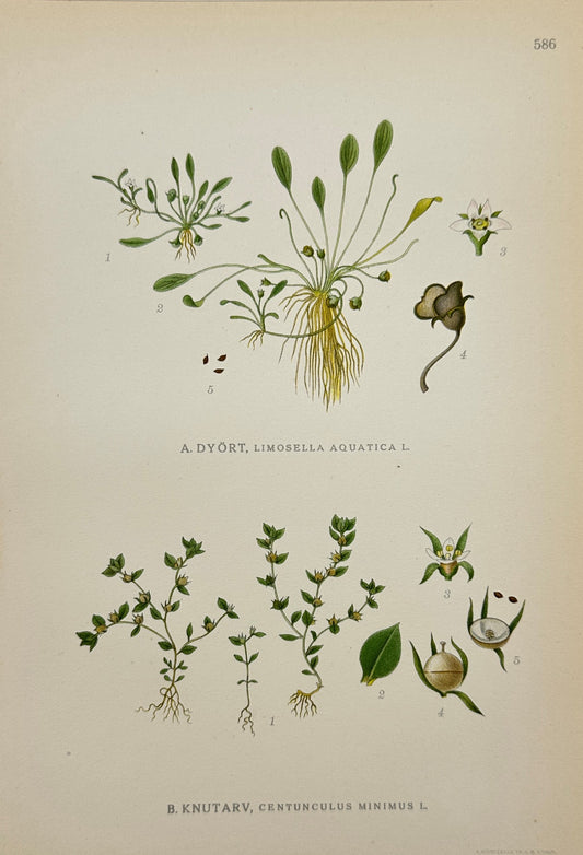Original Antique Print - Carl Lindman - Lesser Centaury and Waterwort - F4