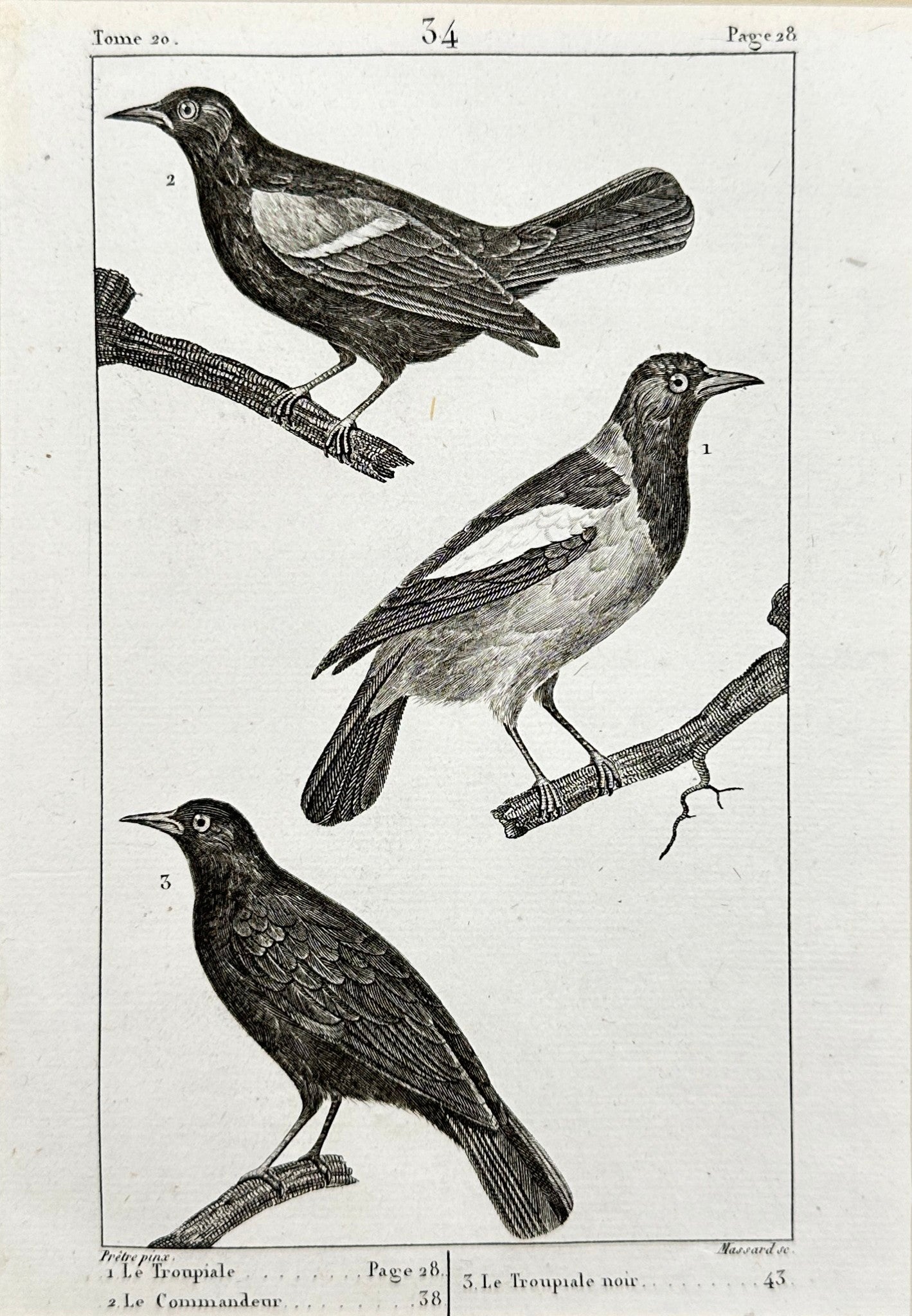 Antique Bird Print - Buffon - Yellow Cardinal and Venezuelan Troupial - F2