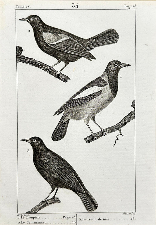 Antique Bird Print - Buffon - Yellow Cardinal and Venezuelan Troupial - F2