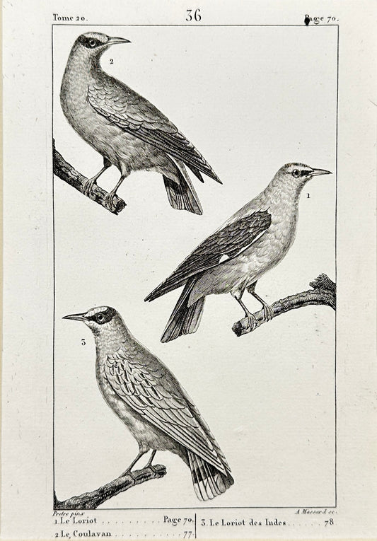 Antique Bird Print - Buffon - Golden Oriole - Oriolus Oriolus - France - F2