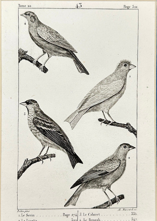 Antique Bird Print - Buffon - Canary Finch, Linnet, Strasburg Finch - F2