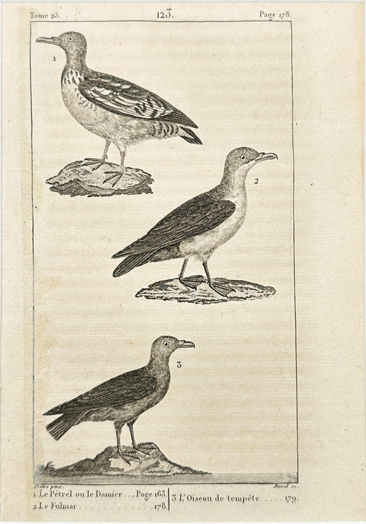 Antique Print - Petrel or Aleutian Storm-Petrel, the Fulmar, the Storm Bird - F2