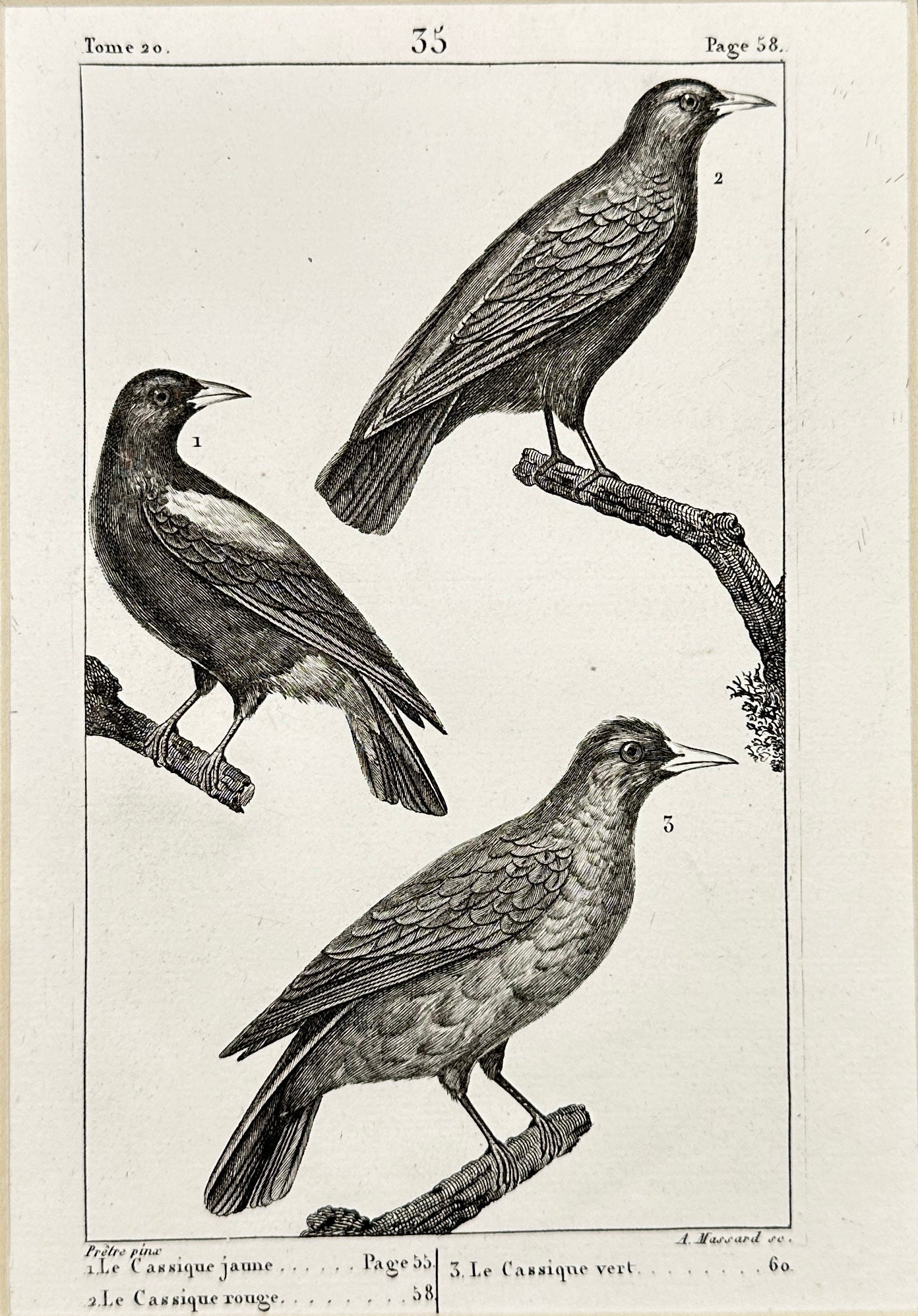 Antique Bird Print - Buffon - Yellow Throat - Gula Flavum - France - F2