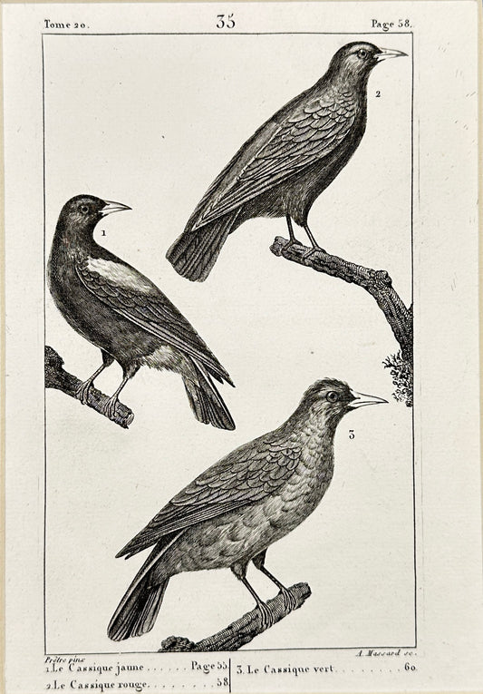 Antique Bird Print - Buffon - Yellow Throat - Gula Flavum - France - F2