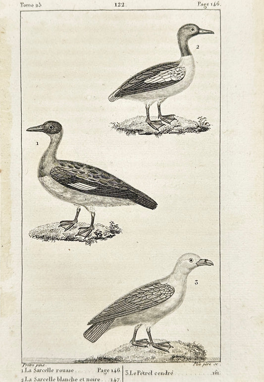 Antique Bird Print - Grey Petrel, Cinnamon Teal, Bufflehead - France - F2