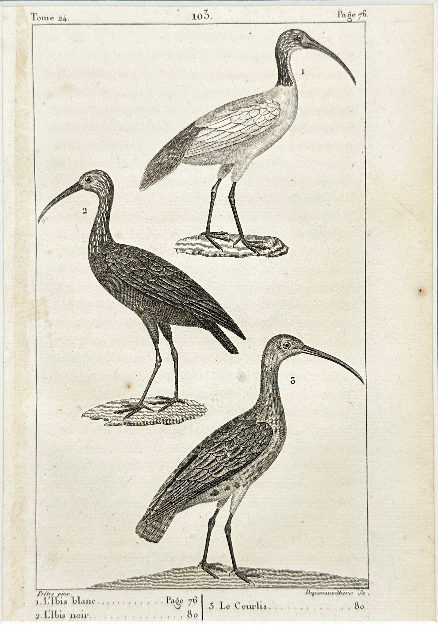 Antique Bird Print - Scarlet Ibis - Black Ibis - L’ibis Noir - France - F2