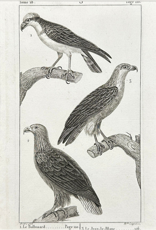 Antique Bird Print - Eagle, Osprey, Orfraie, Short-Toed Snake Eagle - F2